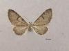 Eupithecia extraversaria